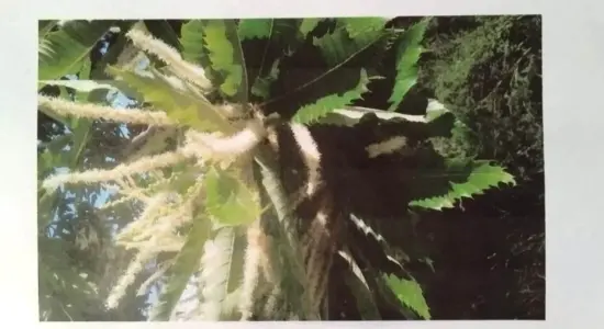 Festa San Giovasnni Carmignano