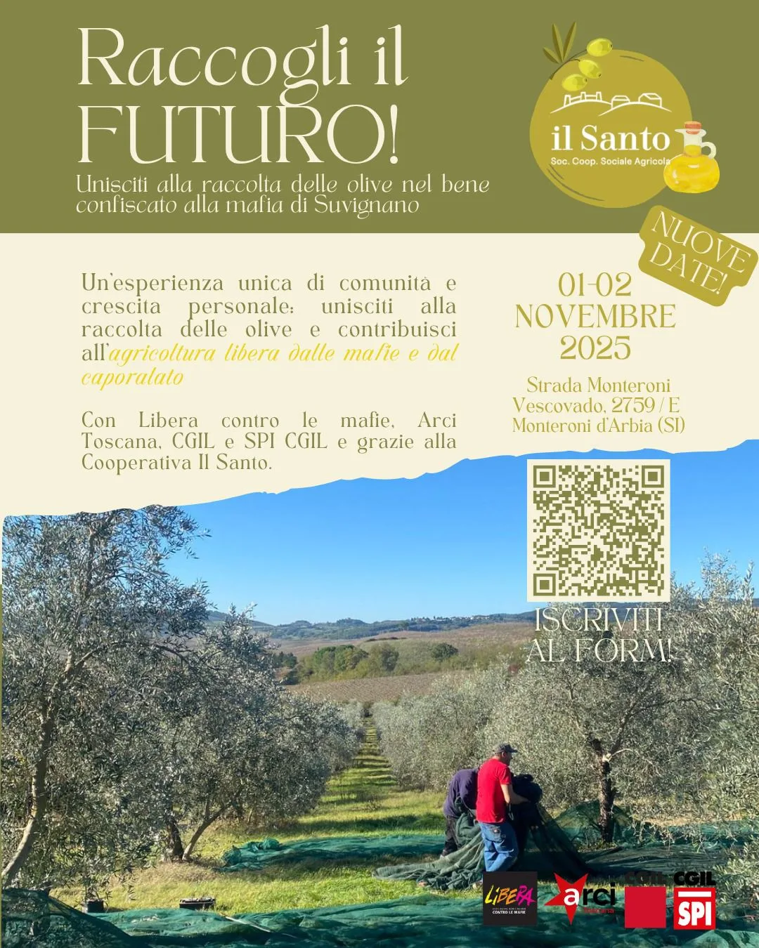 Raccolta olive suvignano 2 nov