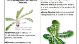 Seano cosro erbe spontanee